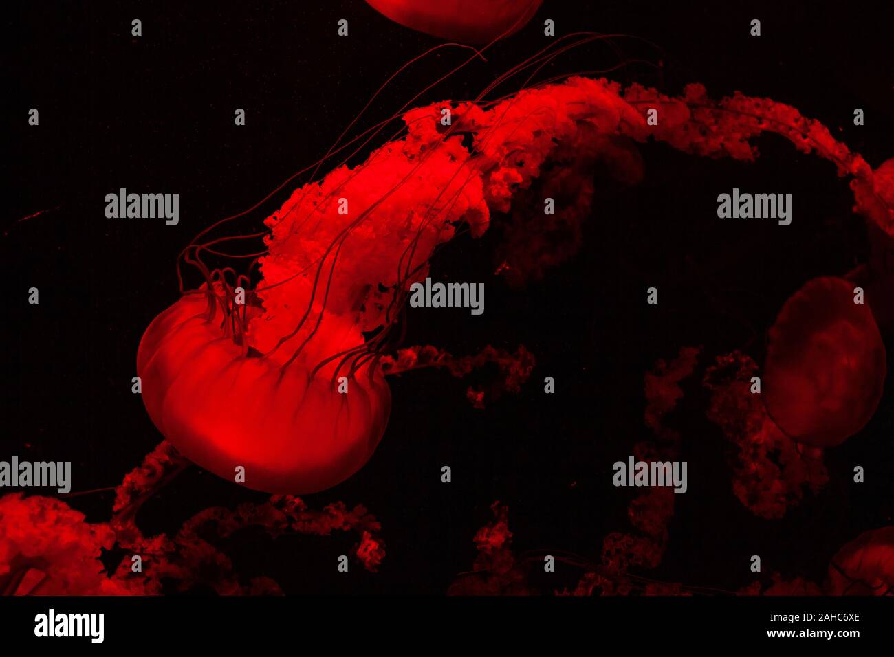 Rosso chiaro luminoso trasparente Jelly Fish Aquarium Foto Stock