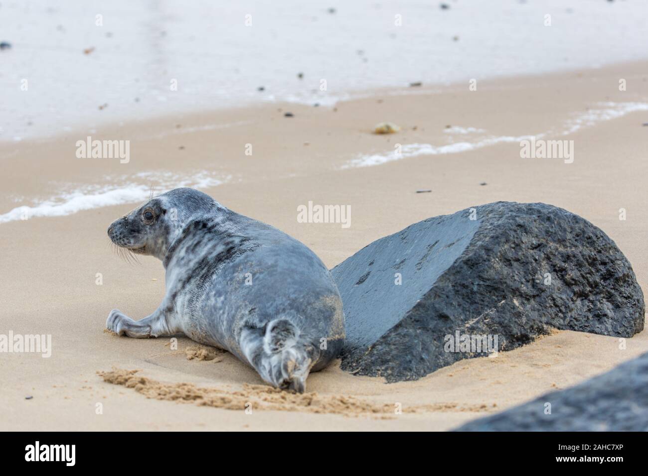 Atlantic le foche grigie a terra in NORFOLK REGNO UNITO i cuccioli di infermieristica e coniugati prima di tornare al mare Foto Stock