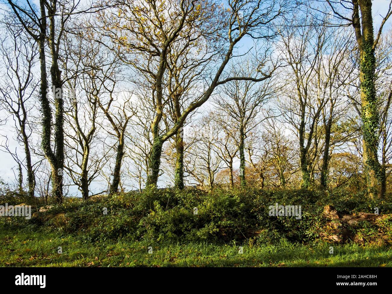 Alberi in boschi Colan, i motivi ricoperta della storica Abete Hill Manor in Parrocchia Colan in Newquay in Cornovaglia. Foto Stock Alberi in boschi Colan, i motivi ricoperta della storica Abete Hill Manor in Parrocchia Colan in Newquay in Cornovaglia. Foto Stock