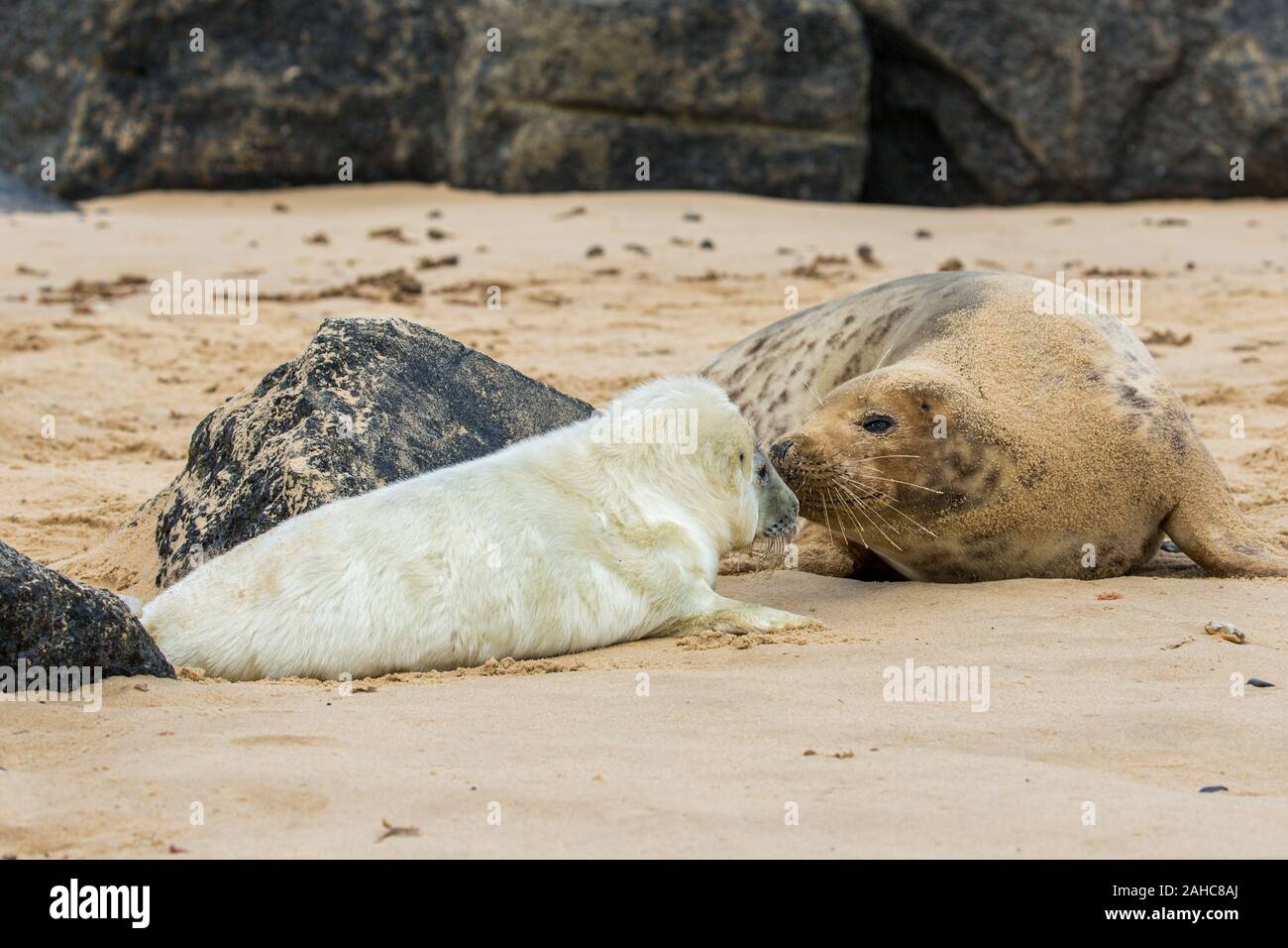 Atlantic le foche grigie a terra in NORFOLK REGNO UNITO i cuccioli di infermieristica e coniugati prima di tornare al mare Foto Stock
