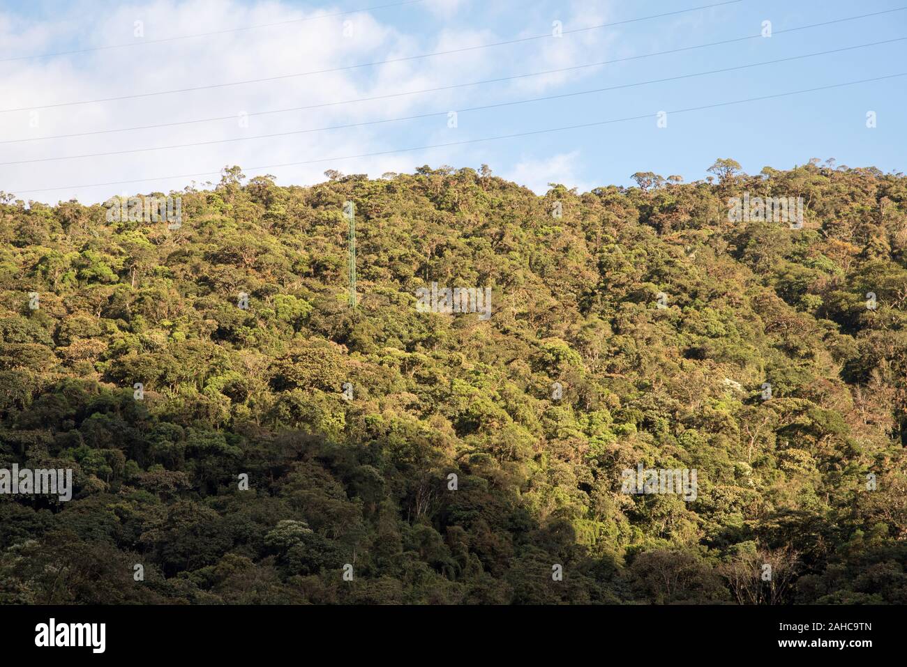 Torre di misura nella foresta primeval nel Parco Nazionale Podocarpus tropicale nelle Ande a 1800 metri sul livello del mare in Ecuador. Foto Stock