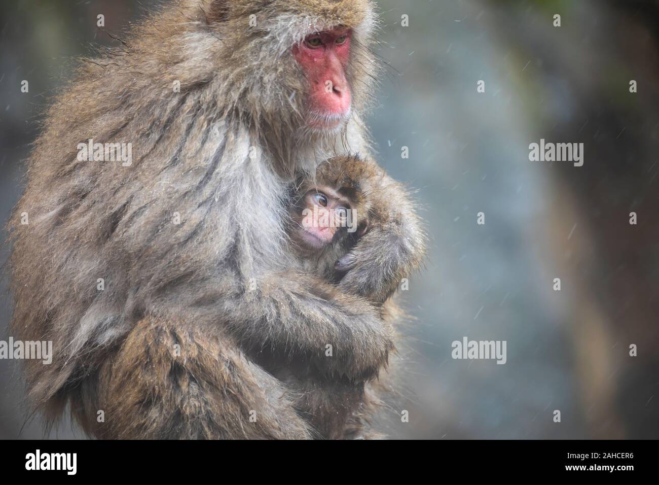 I giapponesi macaque, noto anche come la scimmia di neve Foto Stock