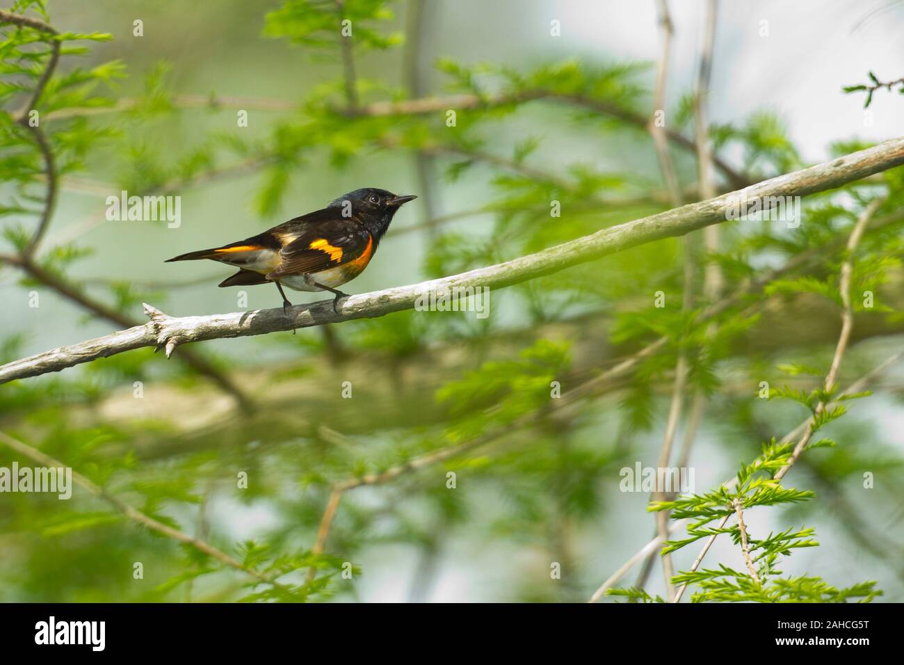 American Redstart (Setophaga ruticilla), maschio, piumaggio di allevamento Foto Stock