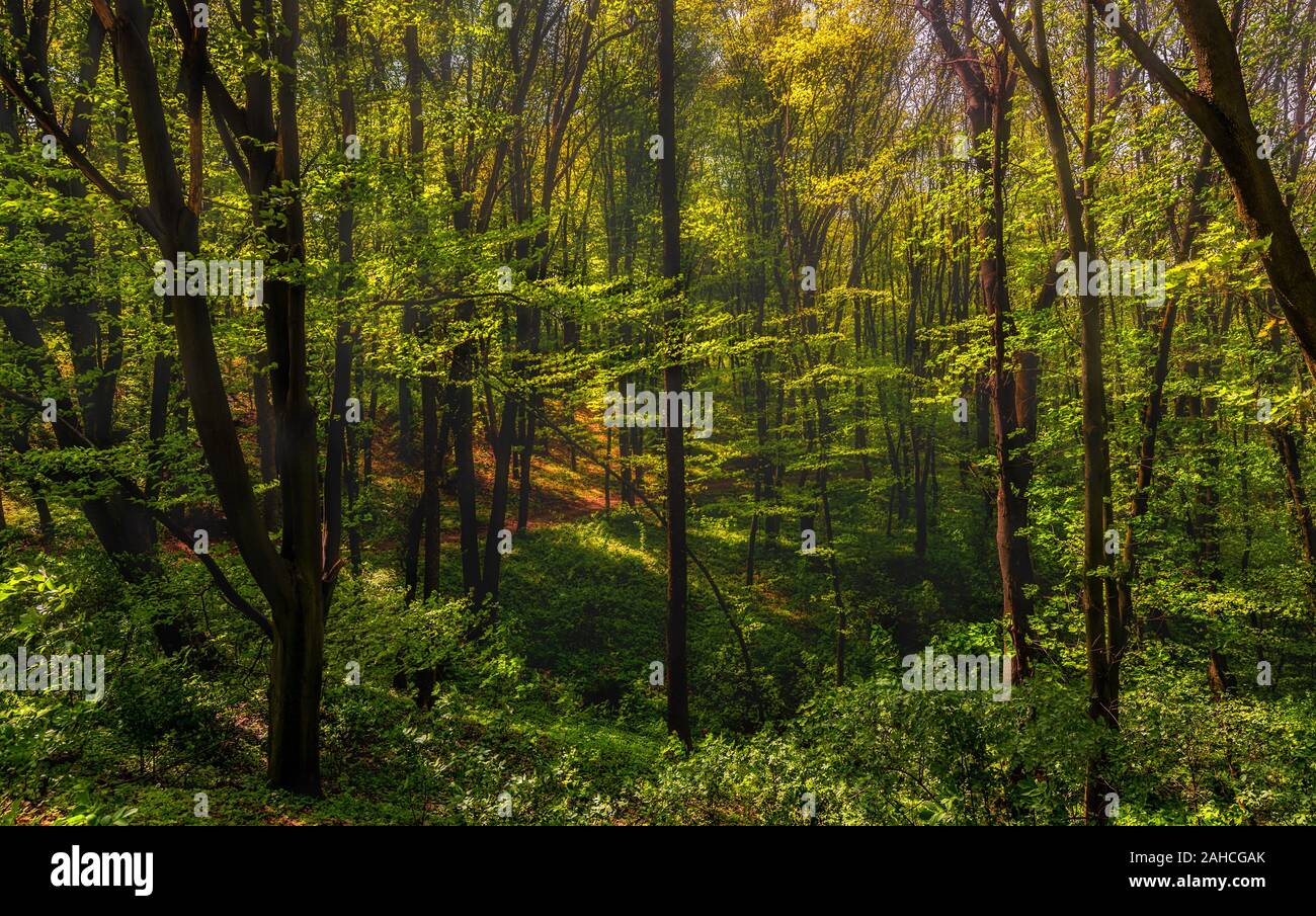 Scenario. Passeggiata nella natura. Piacevoli attività all'aperto. Foto Stock