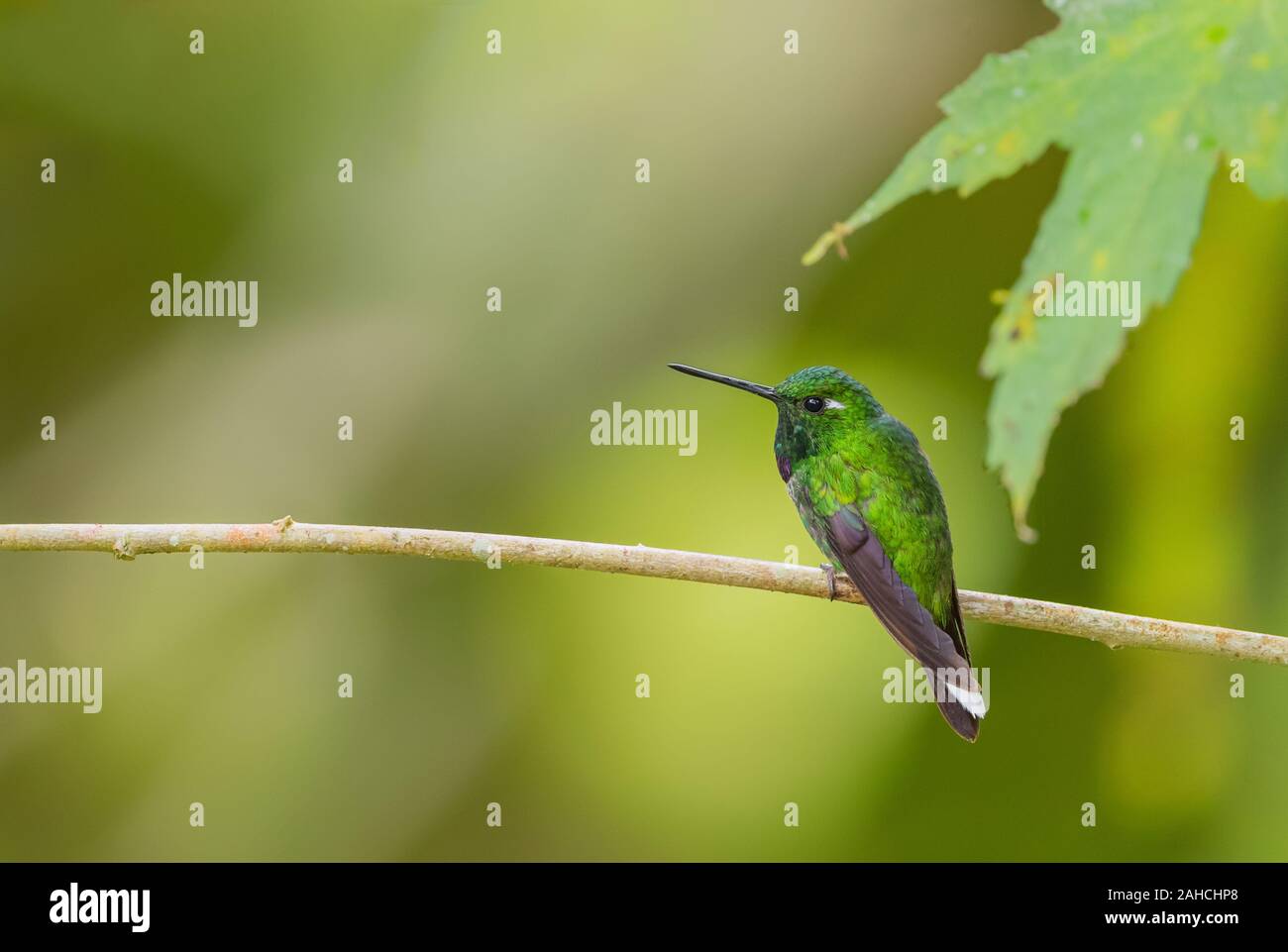 Viola-bibbed Whitetip - Urosticte benjamini, bel verde hummingbird dalle Ande occidentali, Mindo, Ecuador. Foto Stock