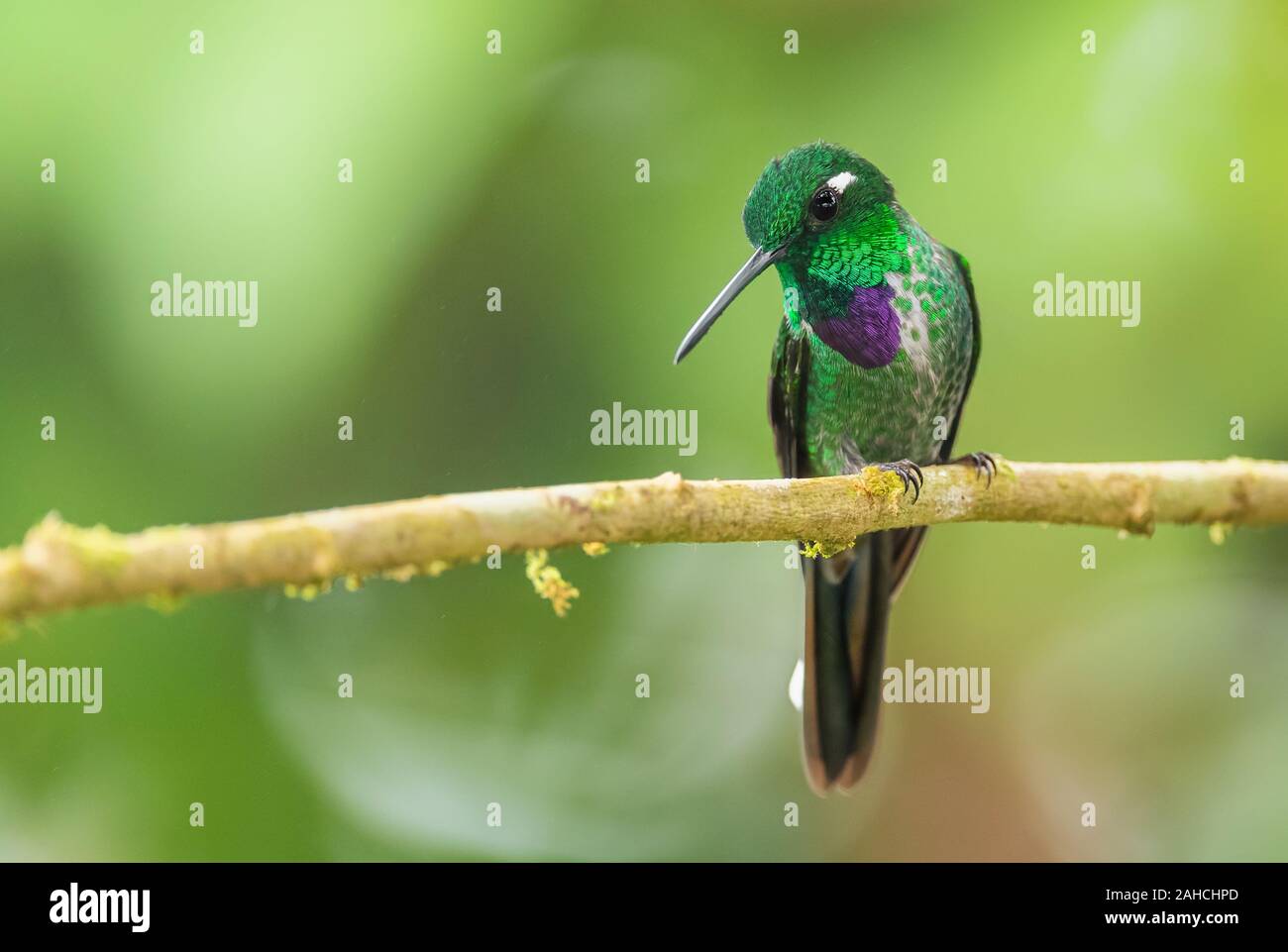 Viola-bibbed Whitetip - Urosticte benjamini, bel verde hummingbird dalle Ande occidentali, Mindo, Ecuador. Foto Stock