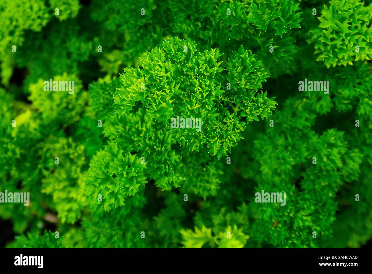 Prezzemolo ( Petroselinum crispum ) che cresce in un giardino di erbe a Sutherland Scozia Regno Unito Foto Stock