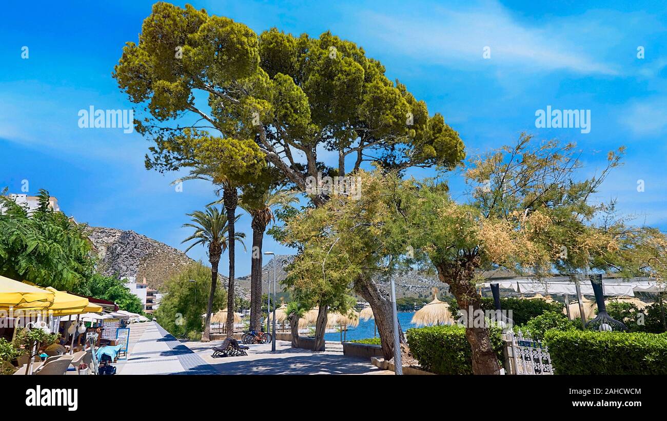 Il pino a piedi corre lungo il fronte mare e spiaggia, e corre sotto i pini a Port de Pollença Maiorca, SPAGNA, Foto Stock