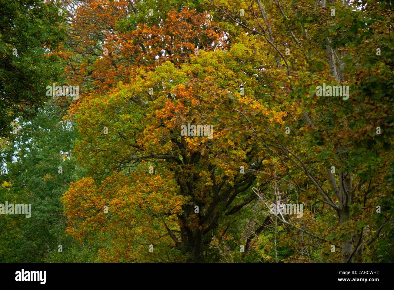 Albero con foglie di autunno in Sutherland Scotland Regno Unito Foto Stock