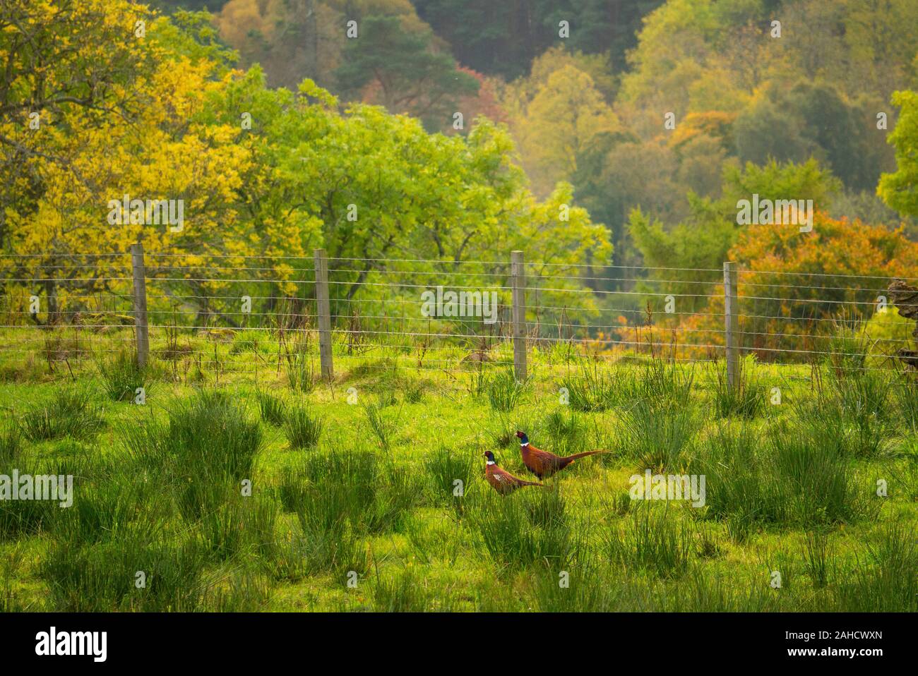 Fagiani in un campo del Skelbo Station Wagon Sutherland Scotland Regno Unito Foto Stock