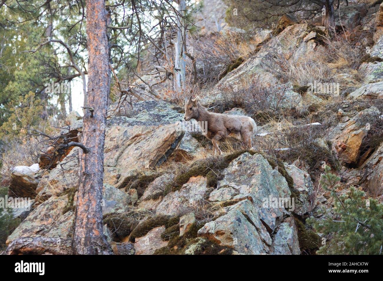 Bighorn giornate di pascolo su alpeggi erba e muschio sulle alte scogliere di Waterton Canyon Colorado in inverno Foto Stock