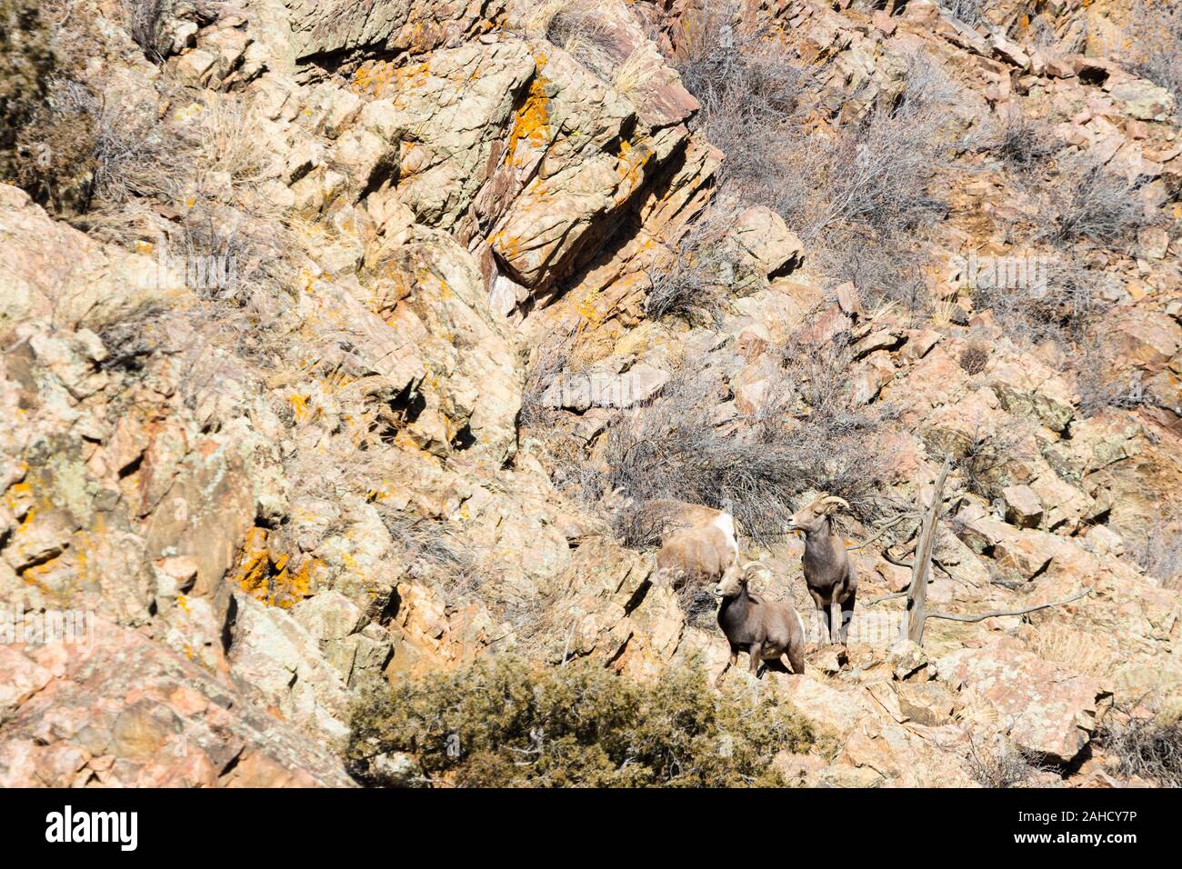 Bighorn giornate di pascolo su alpeggi erba e muschio sulle alte scogliere di Waterton Canyon Colorado in inverno Foto Stock