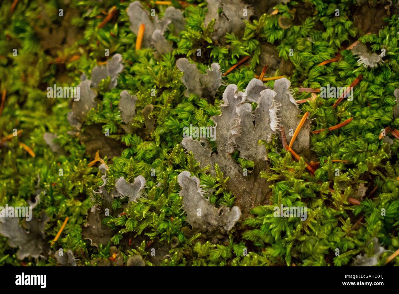 Funghi nei boschi nelle Highlands scozzesi di Sutherland Scotland Regno Unito Foto Stock