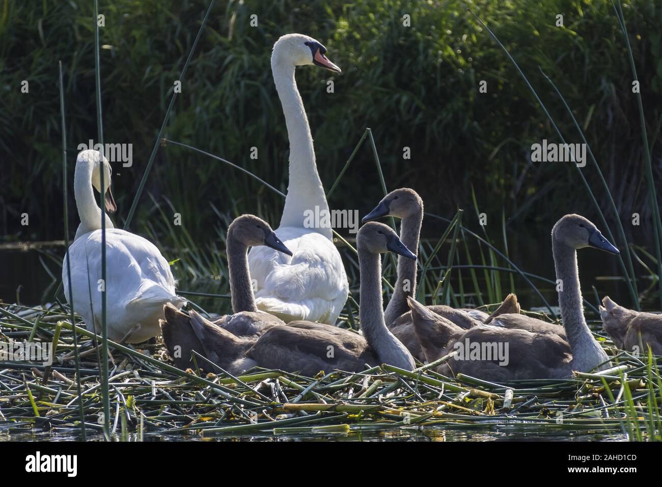 Famiglia di Swan nel nido sul fiume Biebrza, Polonia Foto Stock