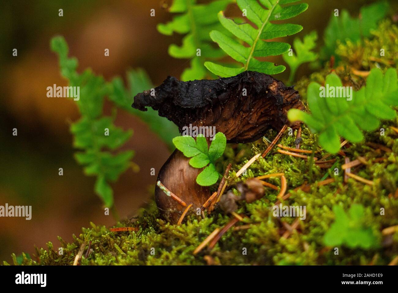 Funghi nei boschi nelle Highlands scozzesi di Sutherland Scotland Regno Unito Foto Stock