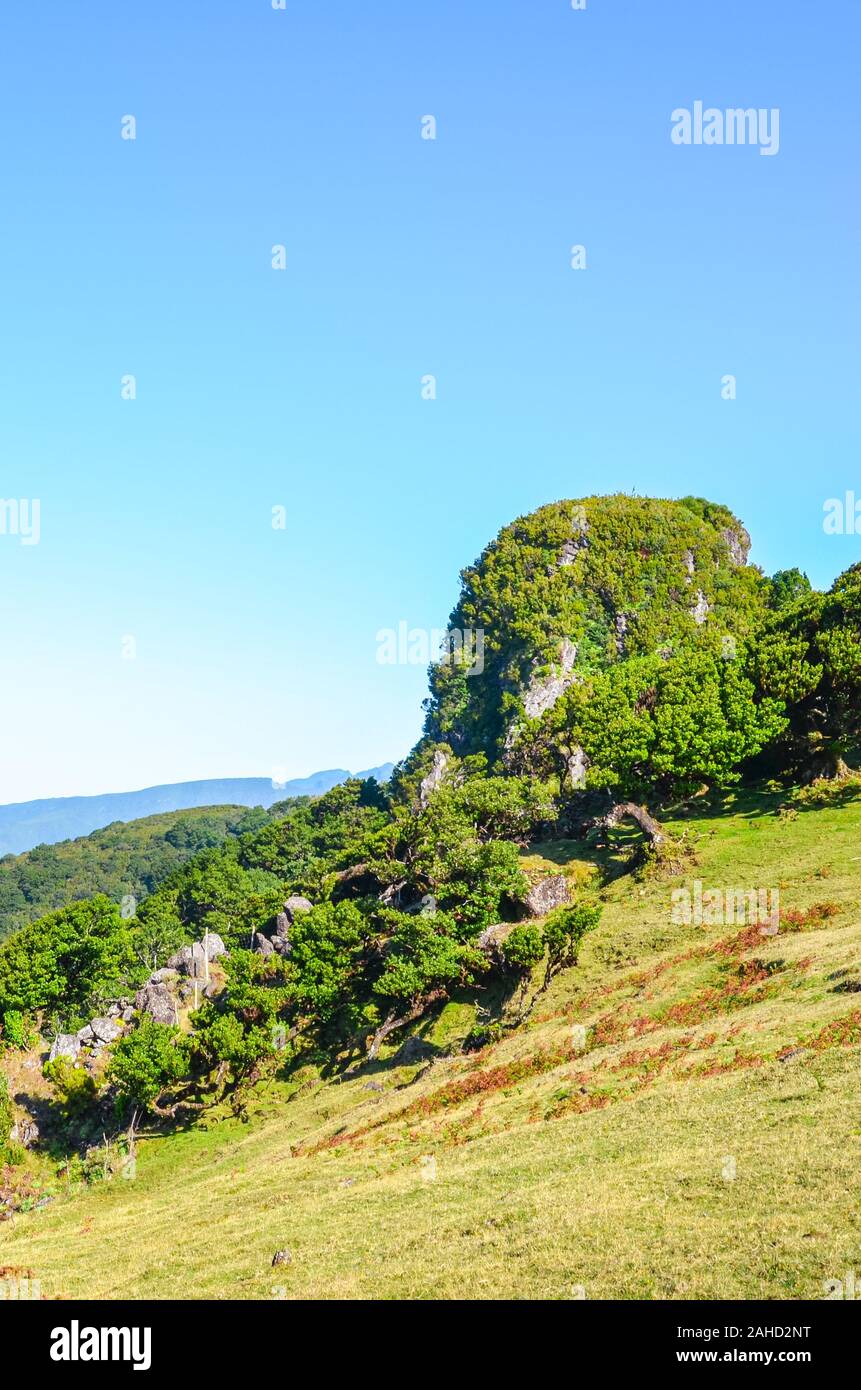 Fanal sorprendente nell'isola di Madeira, Portogallo. Si trova nell'altopiano di Paul da Serra circondata dalla Foresta Laurissilva. Vecchi alberi di alloro su una collina. Foresta Laurel. Rock con il verde degli alberi. Foto Stock