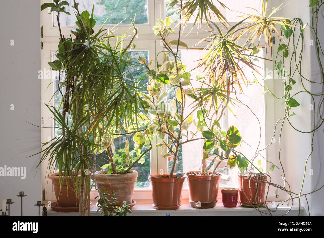 Molte piante di casa sul davanzale da luminosa giornata di sole Foto Stock