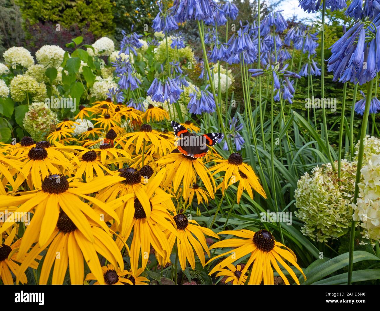 Red Admiral Butterfly Vanessa Atalanta su alimentazione Rudbeckia 'oro sturm' giardino confine Norfolk inizio settembre Foto Stock