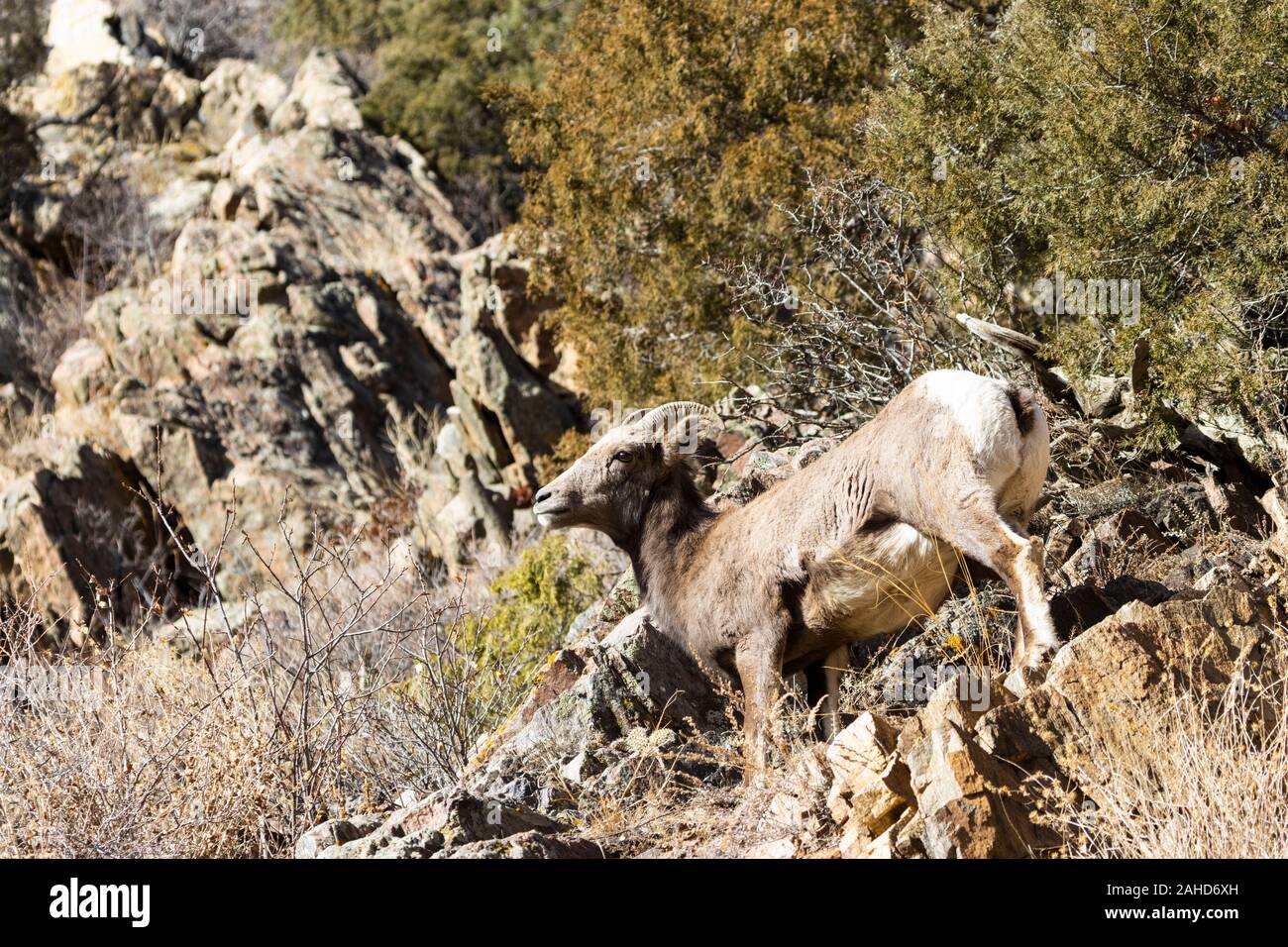 Bighorn giornate di pascolo su alpeggi erba e muschio sulle alte scogliere di Waterton Canyon Colorado in inverno Foto Stock