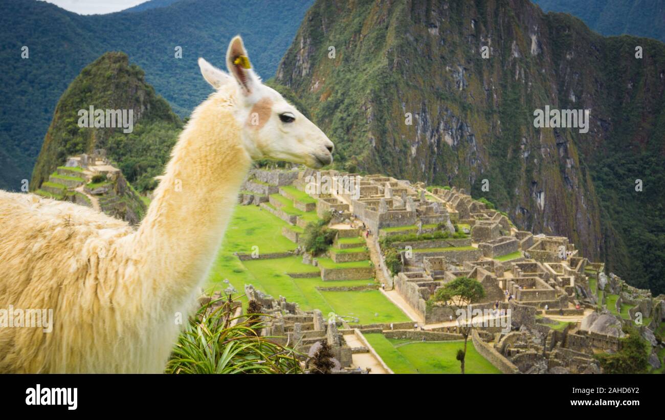 Wild Llama nella città di Machu Picchu Foto Stock