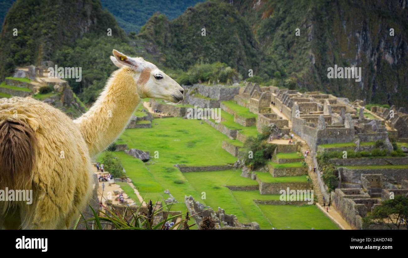 Wild Llama nella città di Machu Picchu Foto Stock