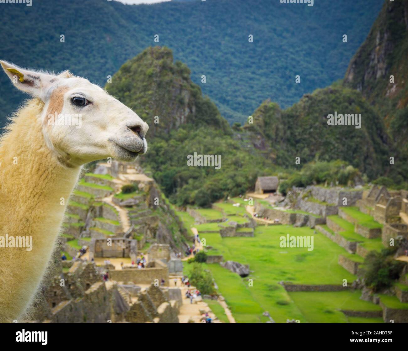 Wild Llama nella città di Machu Picchu Foto Stock