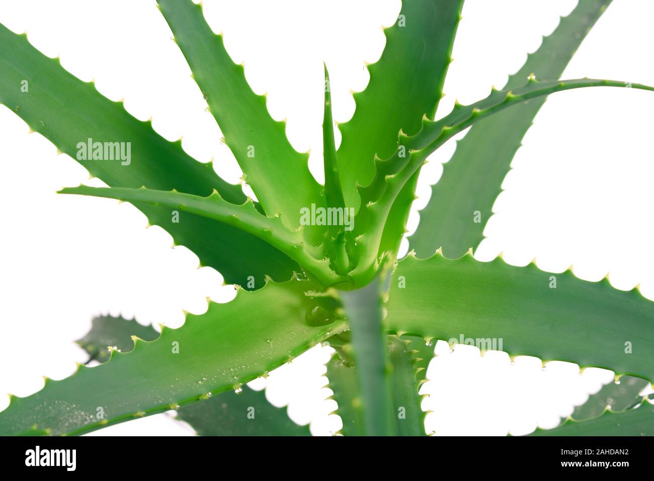 Wet aloe vera pianta con gocce d'acqua isolati su sfondo bianco in close-up Foto Stock