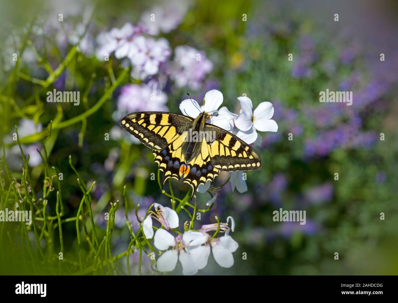 Coda forcuta Butterfly Papilio machaon in Norfolk Broads Foto Stock