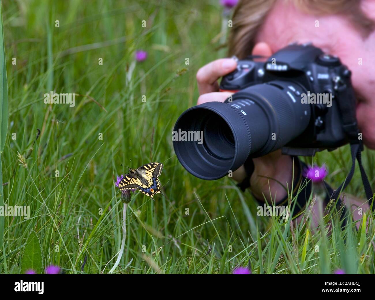 Coda forcuta Butterfly Papilio machaon Fotografia Foto Stock