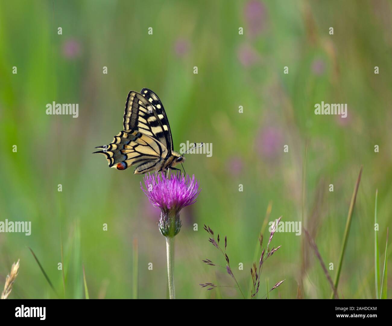 Coda forcuta Butterfly Papilio machaon in Norfolk Broads Foto Stock