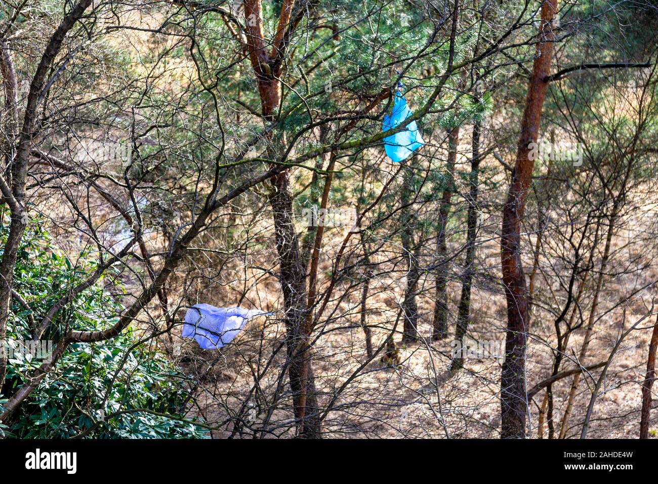 Sacchetti di plastica bloccati sugli alberi al Parco Nazionale di Kalmthout, Belgio Foto Stock
