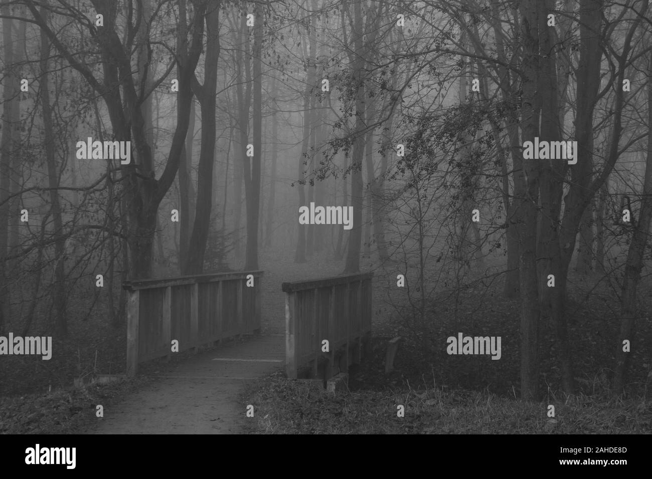 Piccolo sentiero che conduce in un misterioso forrest su una mattinata nebbiosa Foto Stock