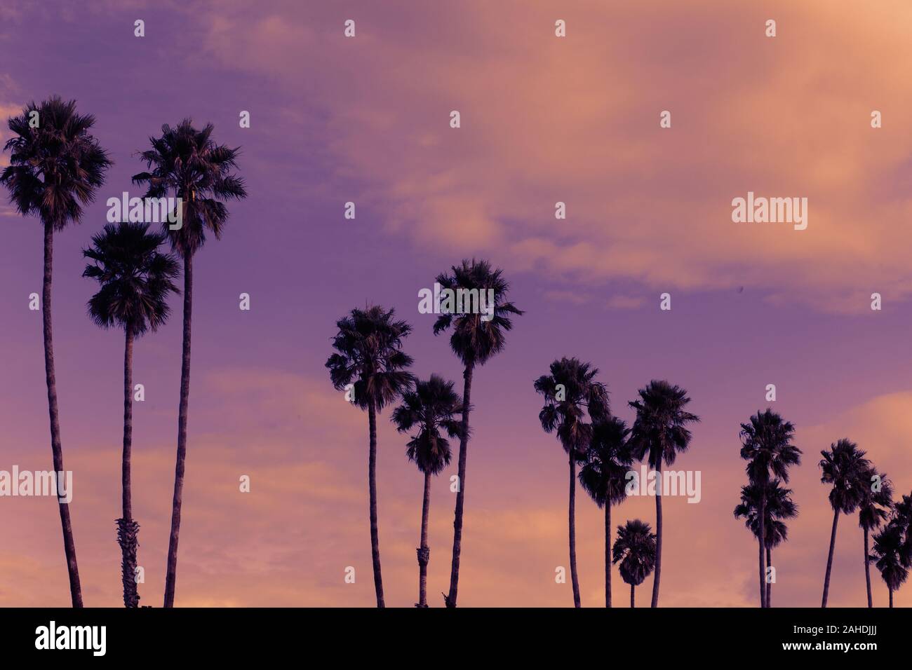 Lunga fila di California palme sulla spiaggia di Santa Cruz, California al tramonto Foto Stock