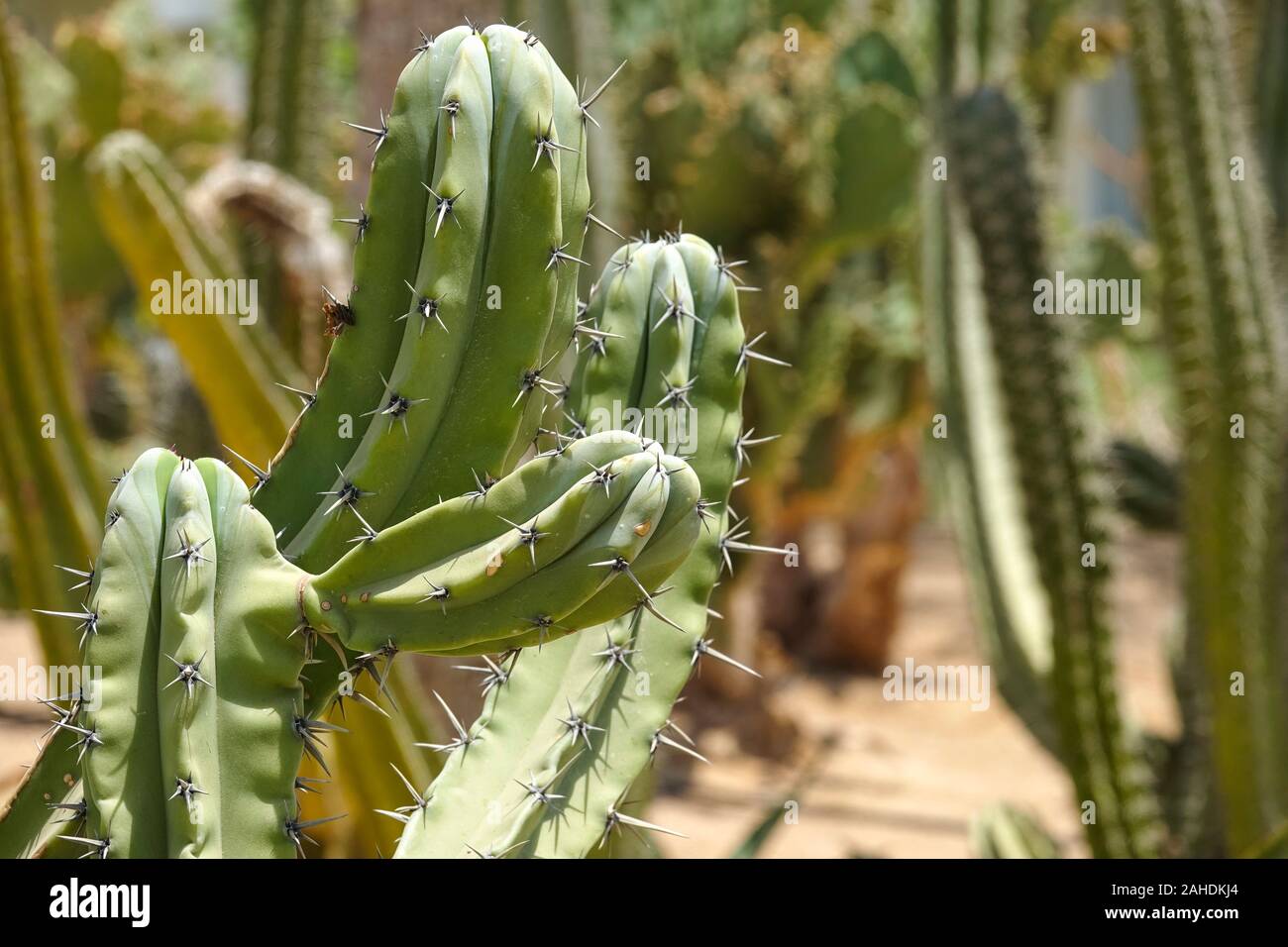 Coltivazione di cactus in casa. Paesaggio di cactus. Campo di cactus. Close-up Foto Stock