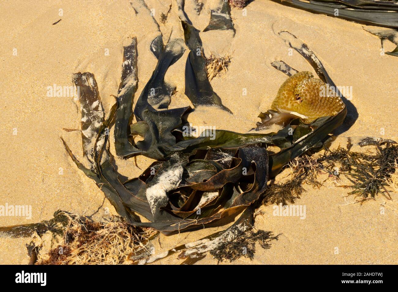 Le alghe sulla spiaggia di Gamboa Peniche Estremadura Portogallo Foto Stock