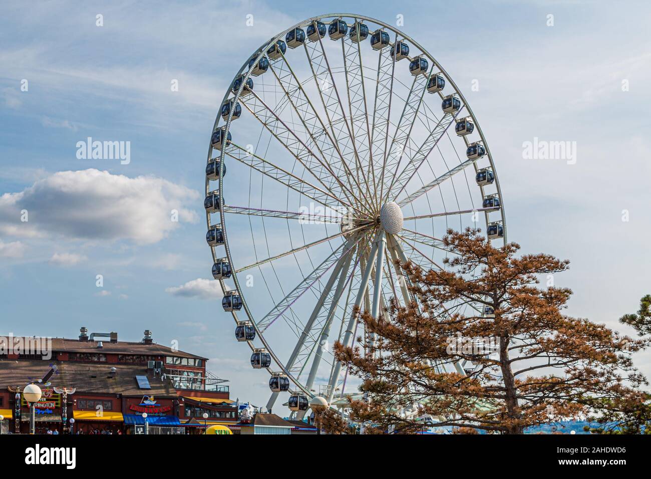 Grande Ruota dietro il pino Foto Stock
