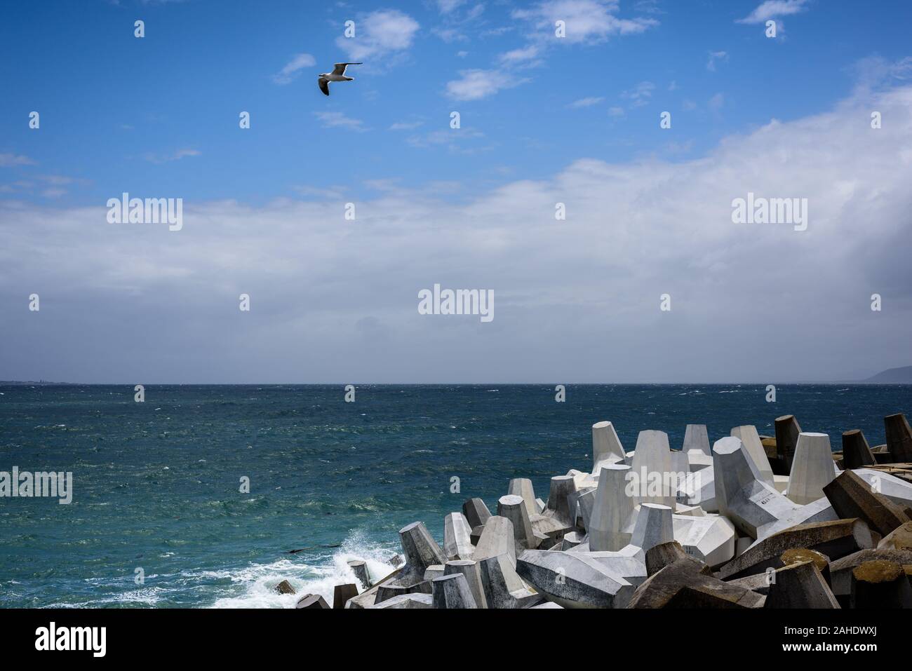Un gabbiano scivola sul Sud Africa Cape Town il porto di mare Atlantico frangionde confezionate con calcestruzzo dolosse per prevenire fenomeni di erosione Foto Stock