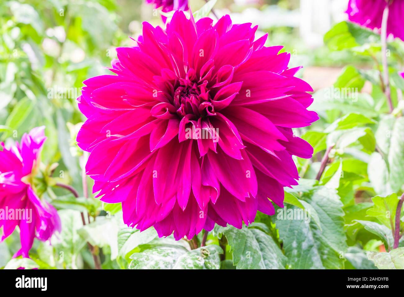 Dahlia Thomas E. EdisoN visualizzazione rosa luminoso fiorisce in settembre nel Regno Unito Foto Stock