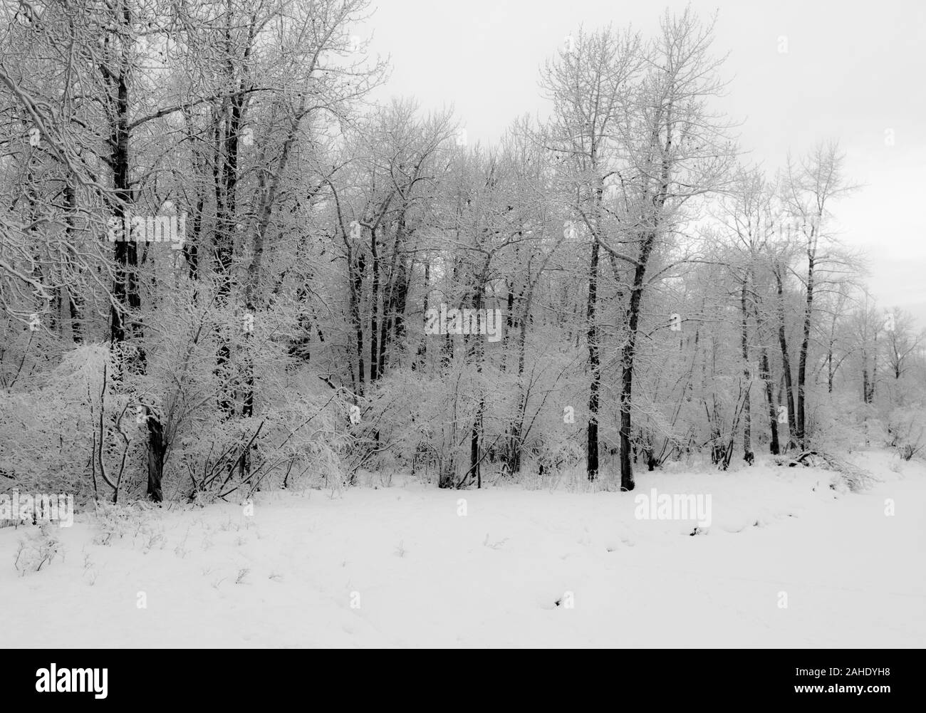 Caduta di neve fresca. Foto Stock