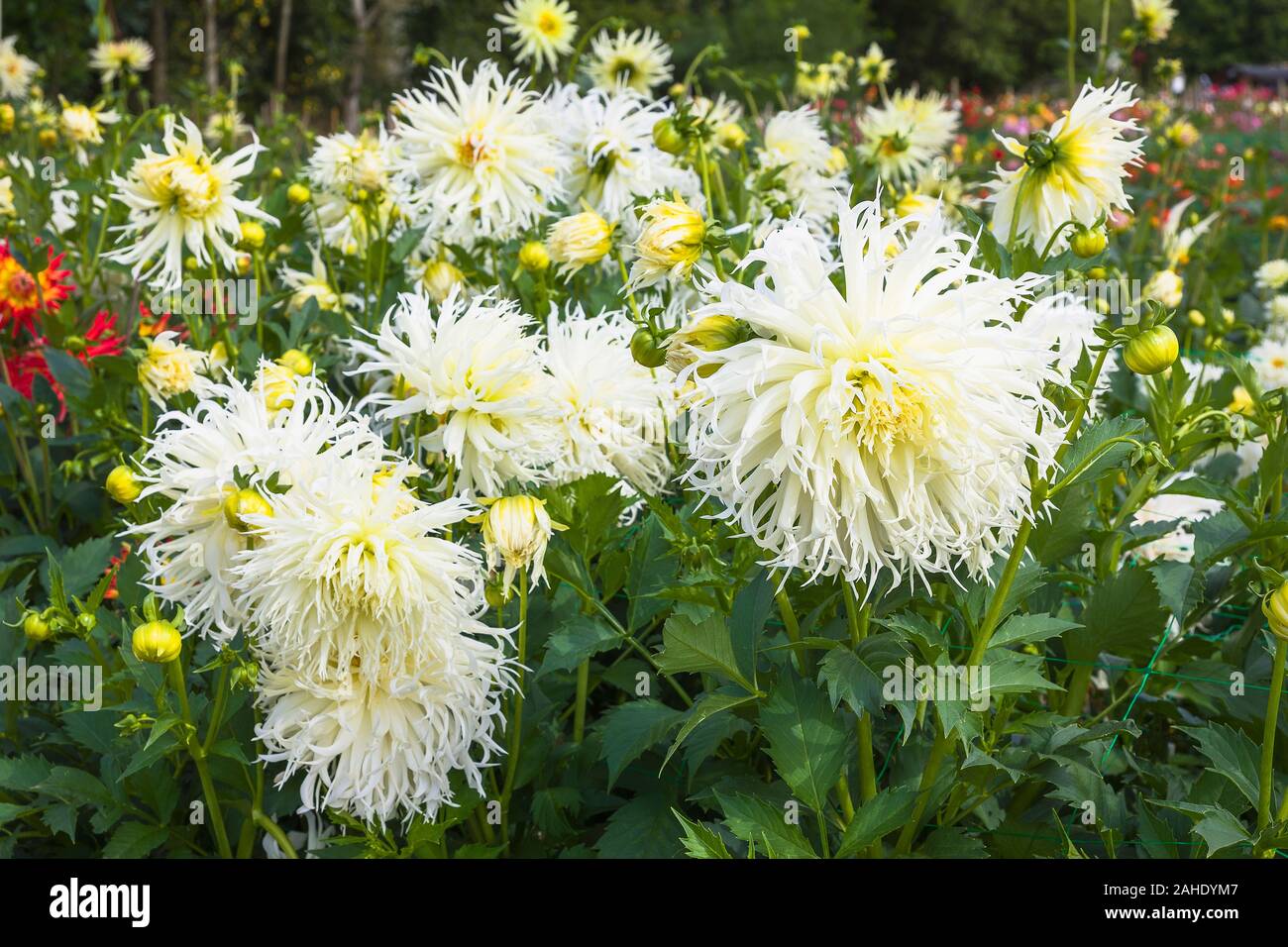 Frilly white blumi di Dahla Tsuki crescendo in un inglese un vivaio in settembre nel Regno Unito Foto Stock