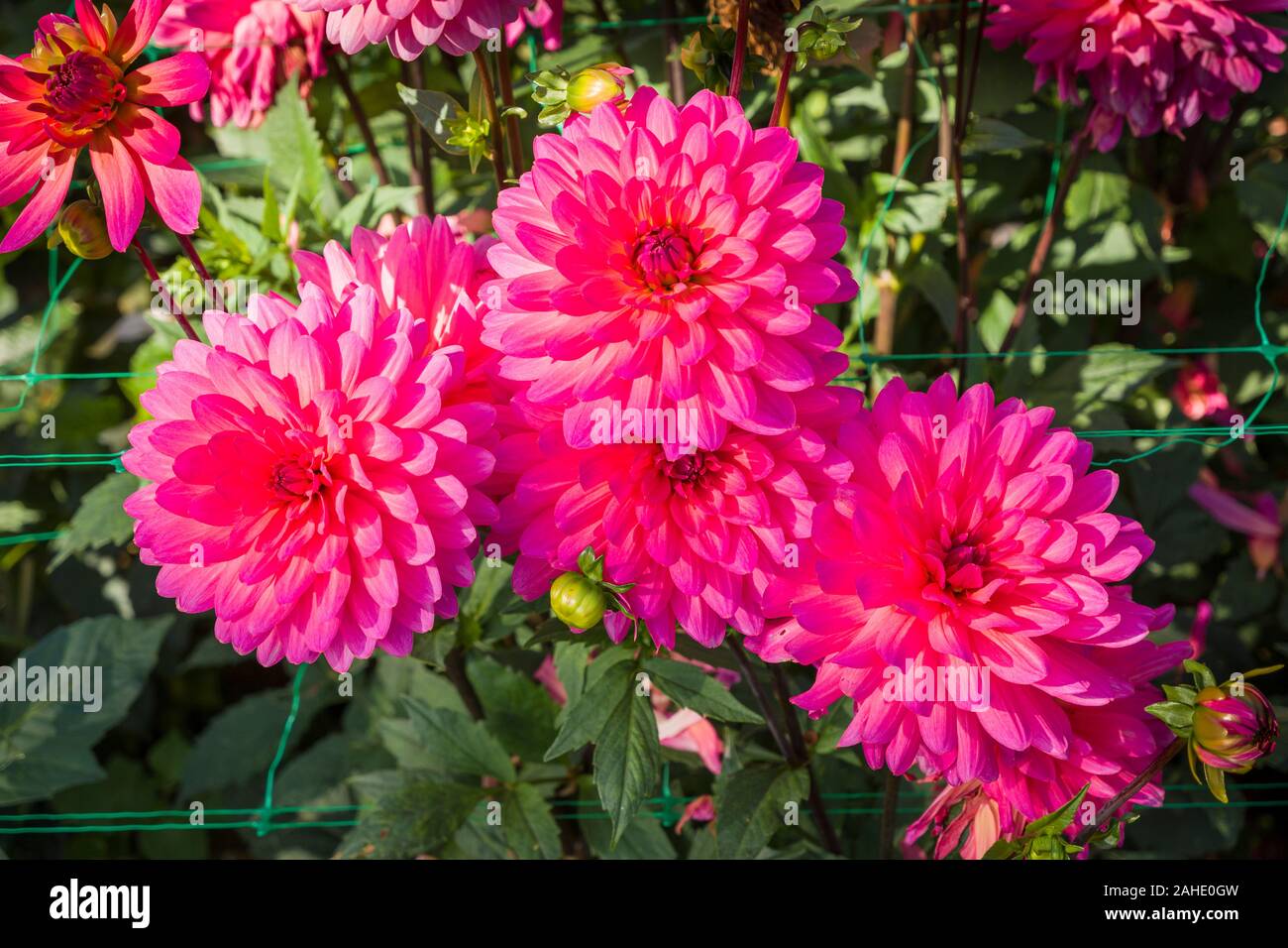 Un gruppo di Dahlia Karma Fuchsiana fiori in un vivaio di inglese nel Regno Unito nel mese di settembre Foto Stock