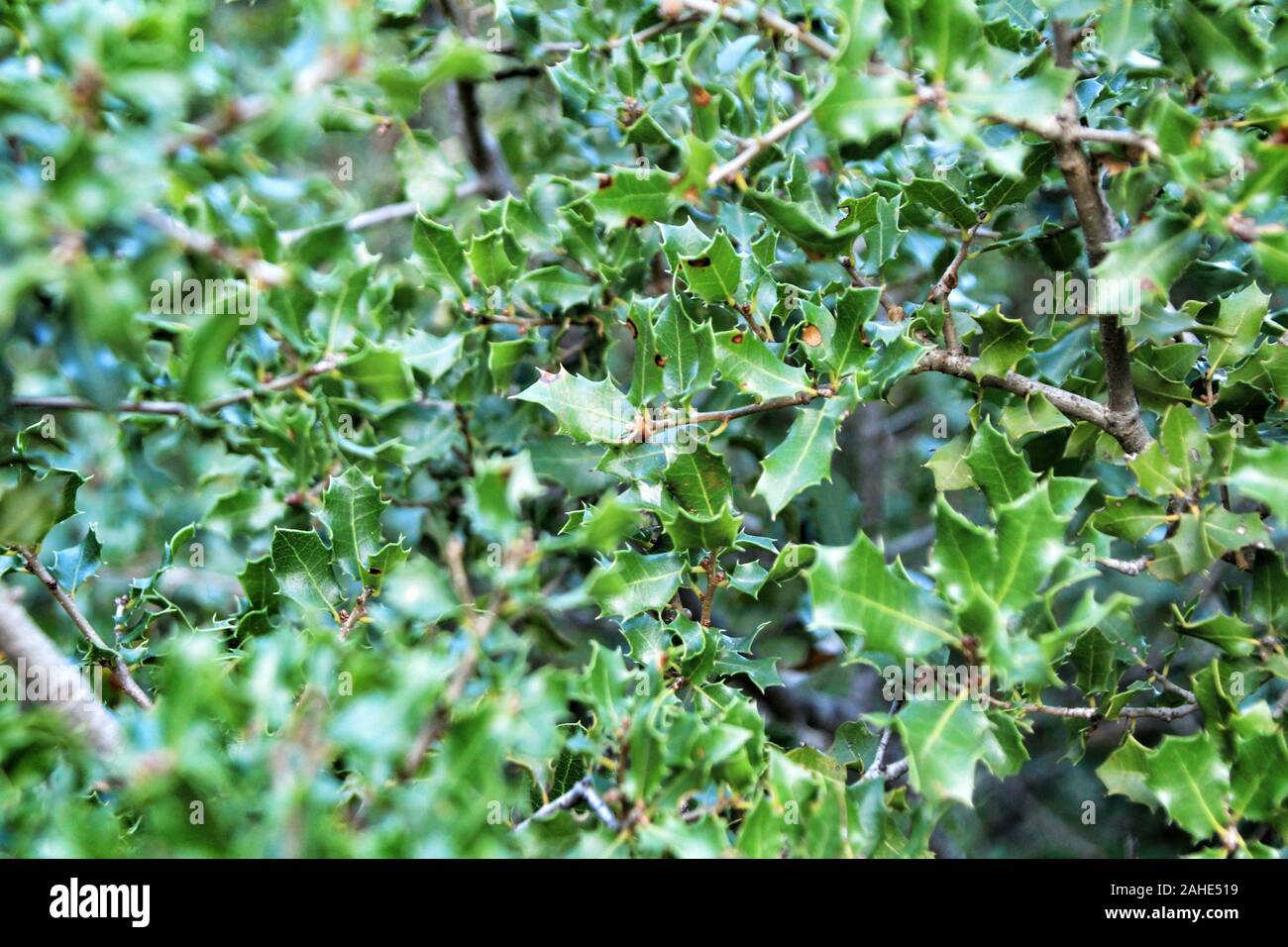 Bella native Quercus Coccifera piante e frutti in montagna Foto Stock