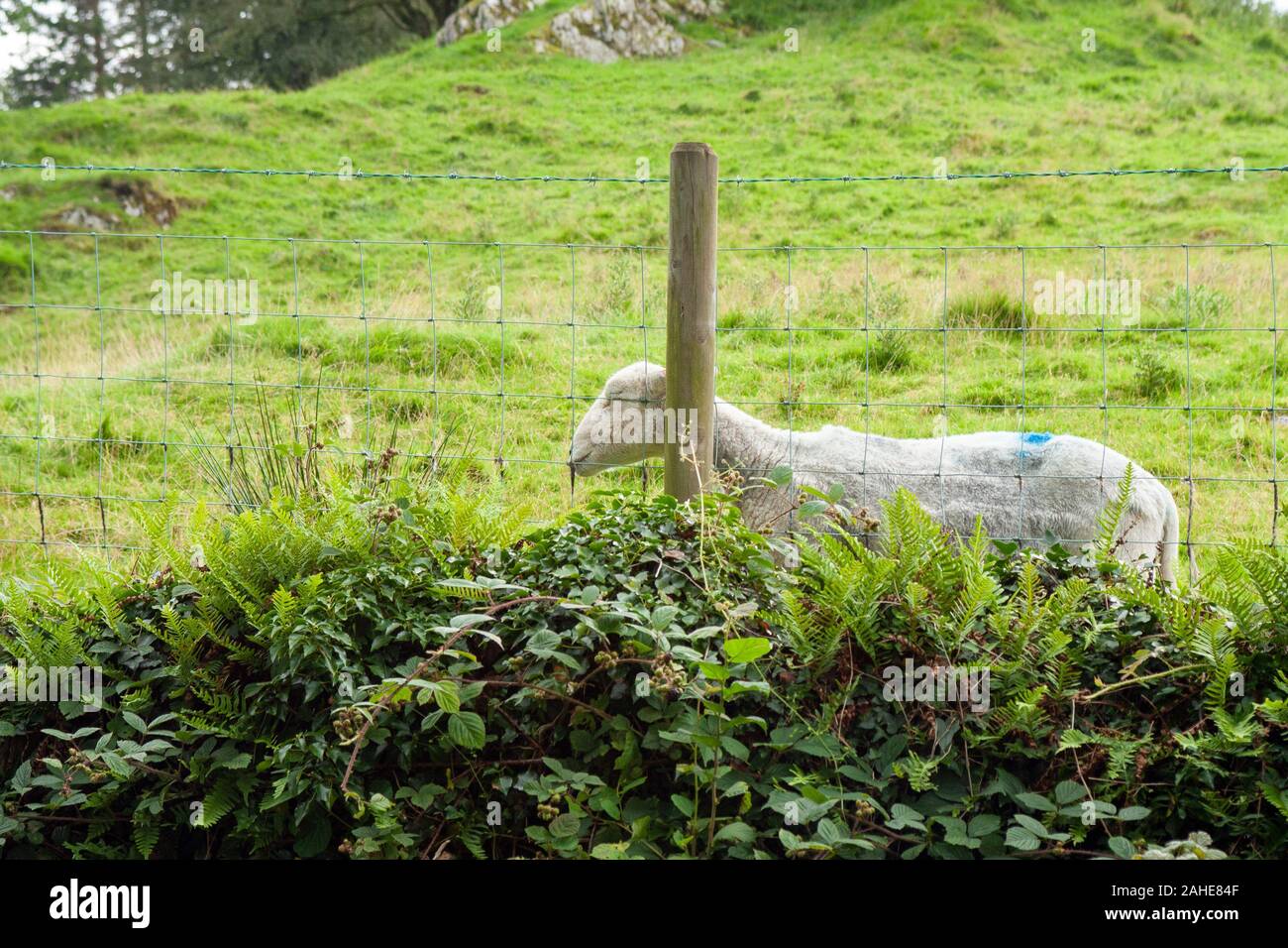 Una pecora che pascolano su un prato nel Distretto dei Laghi, Regno Unito Foto Stock
