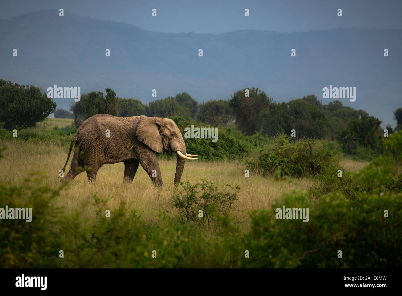 Elefante africano nel Parco Nazionale Queen Elizabeth Foto Stock