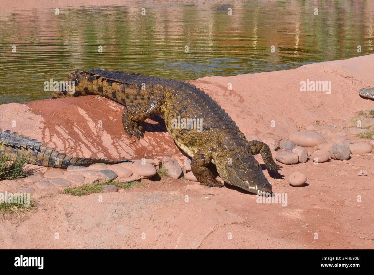 Agadir. 28 dicembre, 2019. I coccodrilli sono visti a Crocoparc Agadir in Marocco, Dic 28, 2019. Crocoparc Agadir è un coccodrillo Zoological Park in Marocco. Essa è la casa per oltre 300 coccodrilli del Nilo. Credito: Chadi/Xinhua/Alamy Live News Foto Stock