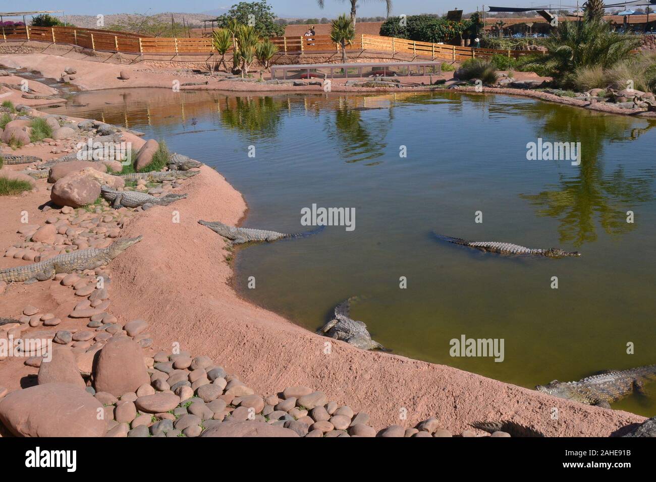 Agadir. 28 dicembre, 2019. I coccodrilli sono visti a Crocoparc Agadir in Marocco, Dic 28, 2019. Crocoparc Agadir è un coccodrillo Zoological Park in Marocco. Essa è la casa per oltre 300 coccodrilli del Nilo. Credito: Chadi/Xinhua/Alamy Live News Foto Stock