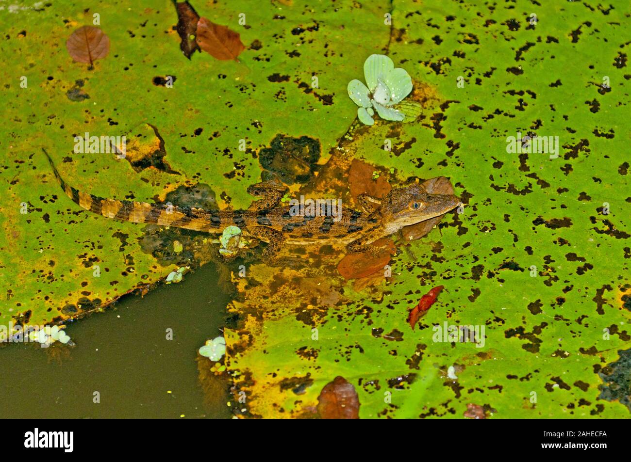 Caimano Spectacled su un giglio Pad nella foresta amazzonica Foto Stock