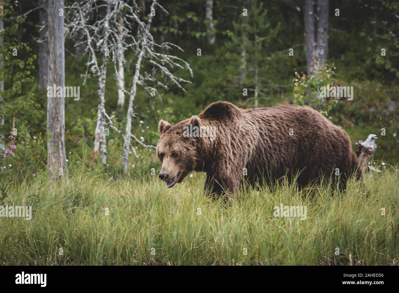 L'orso bruno (Ursus arctos) sulla foresta, Finlandia. Foto Stock