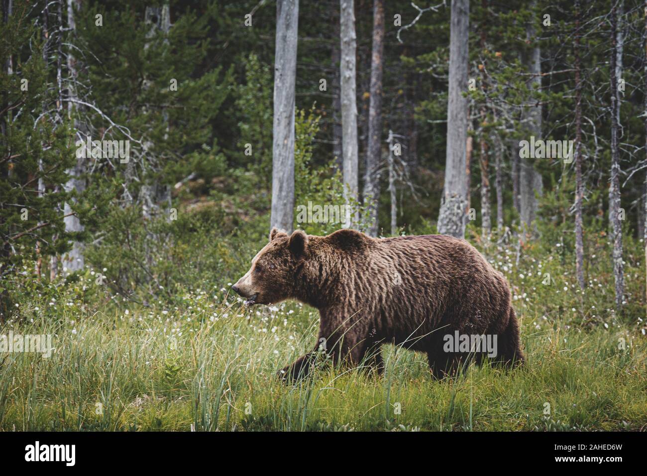 L'orso bruno (Ursus arctos) sulla foresta, Finlandia. Foto Stock
