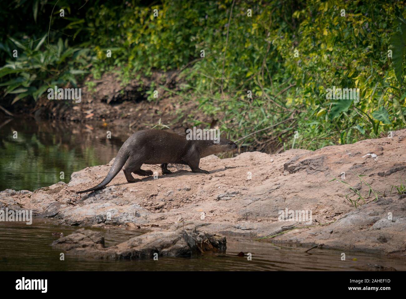 Il liscio rivestito di lontra (Lutrogale perspicillata) è una specie di lontra che si verificano nella maggior parte del subcontinente indiano e del sud-est asiatico. Come il suo nome ind Foto Stock